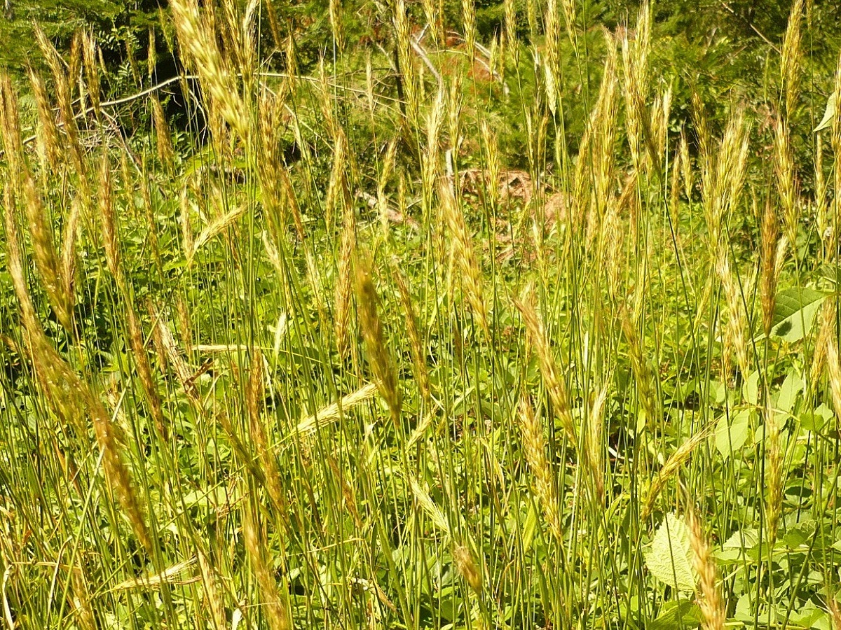 Hordelymus europaeus (Poaceae)